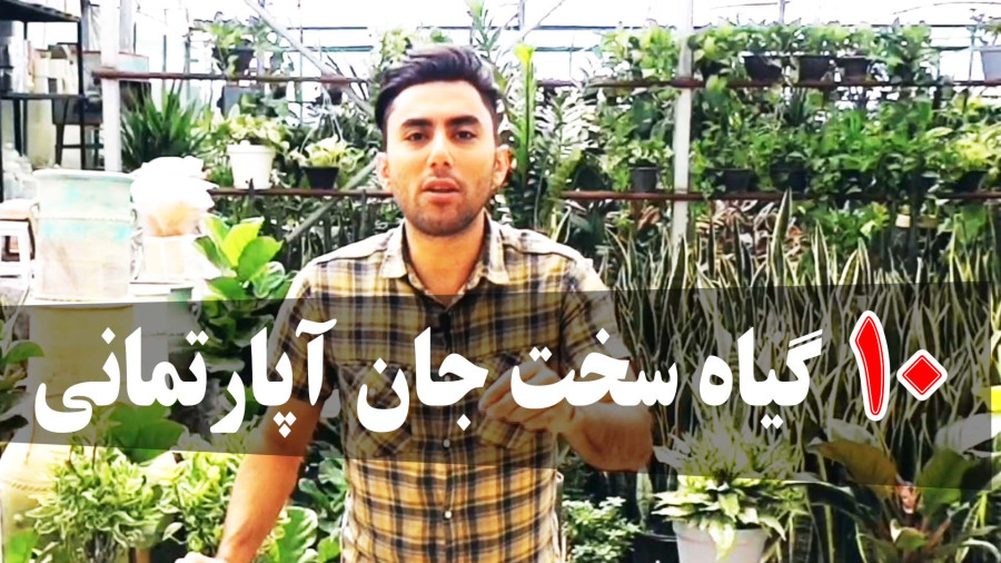 معرفی 10 گیاه سخت جان و مقاوم آپارتمانی