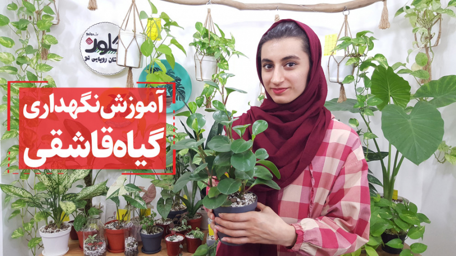 روش و اصول نگهداری گیاه قاشقی یا پپرومیا Peperomia