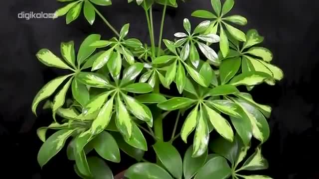 معرفی چند گیاه آپارتمانی ساده و زیبا | گل ها را بشناسیم