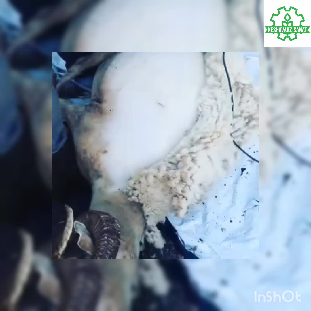 پشم چین کربل المان - کشاورز صنعت