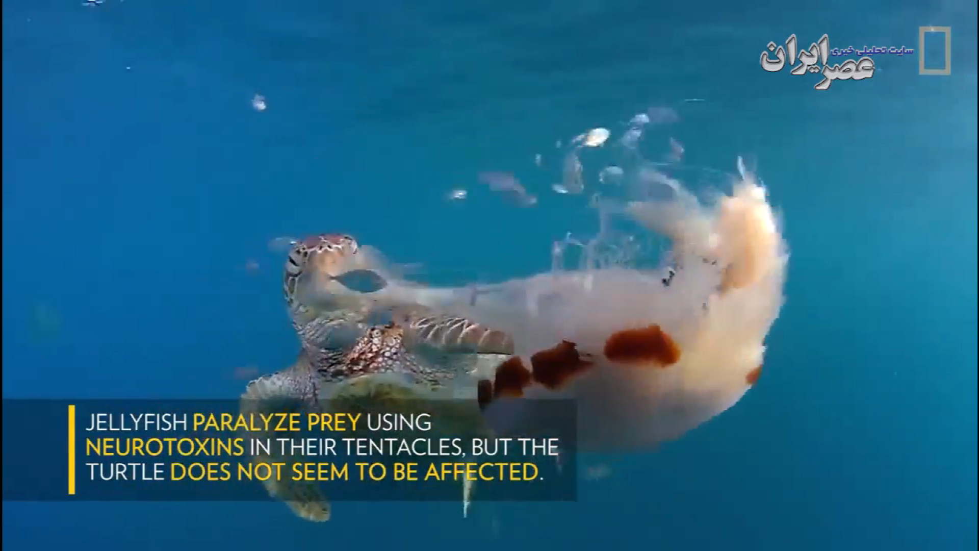 لاک پشت سبز عروس دریایی را مانند اسپاگتی می بلعد!