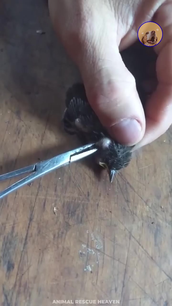 خارج کردن کرم گوشتی از بدن جوجه