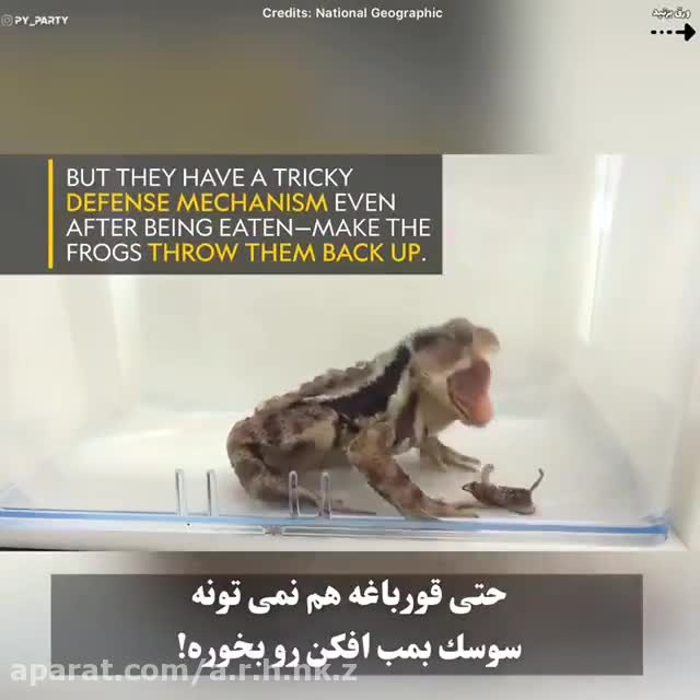 راز بقای سوسک بمب‌افکن که قورباغه‌ را به زانو درآورد!