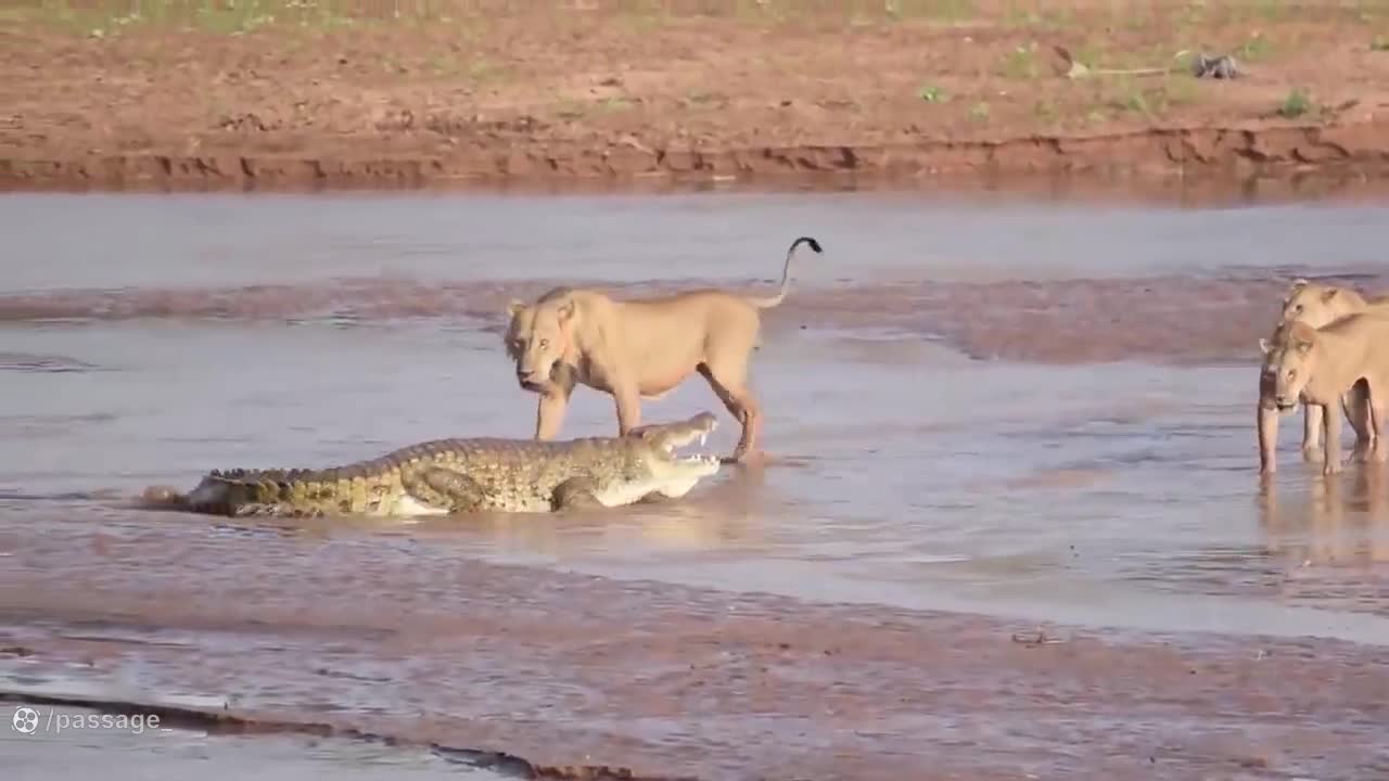 شیر و توله هایش سعی می کنند از رودخانه عبور کنند - چه اتفاقی افتاد ؟؟