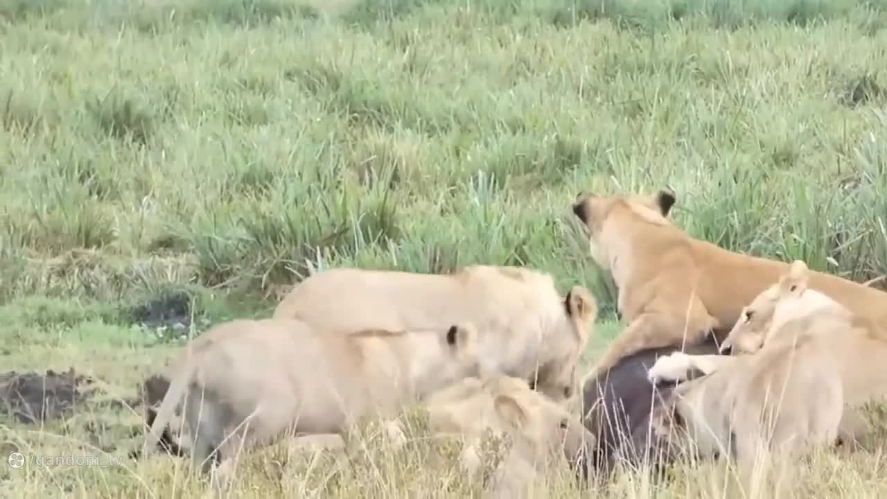 قدرت ویران کننده شاخ بوفالو در برابر حمله شیر: مستند رازبقا