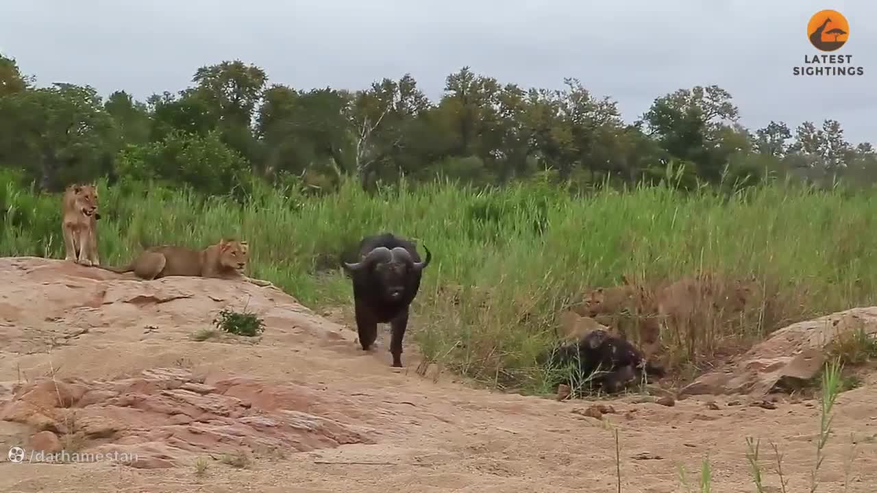 بوفالو در محاصره شیر های گرسنه!