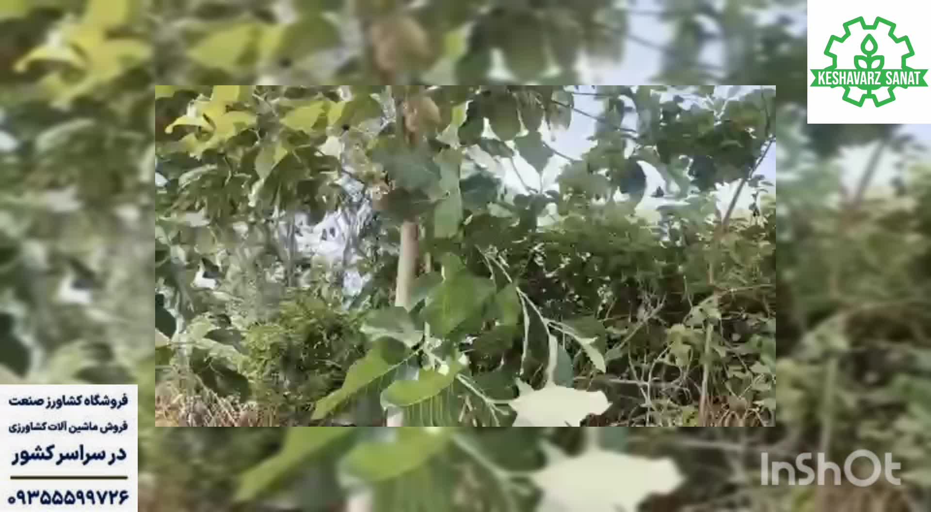 اره سرشاخه زن - کشاورزصنعت