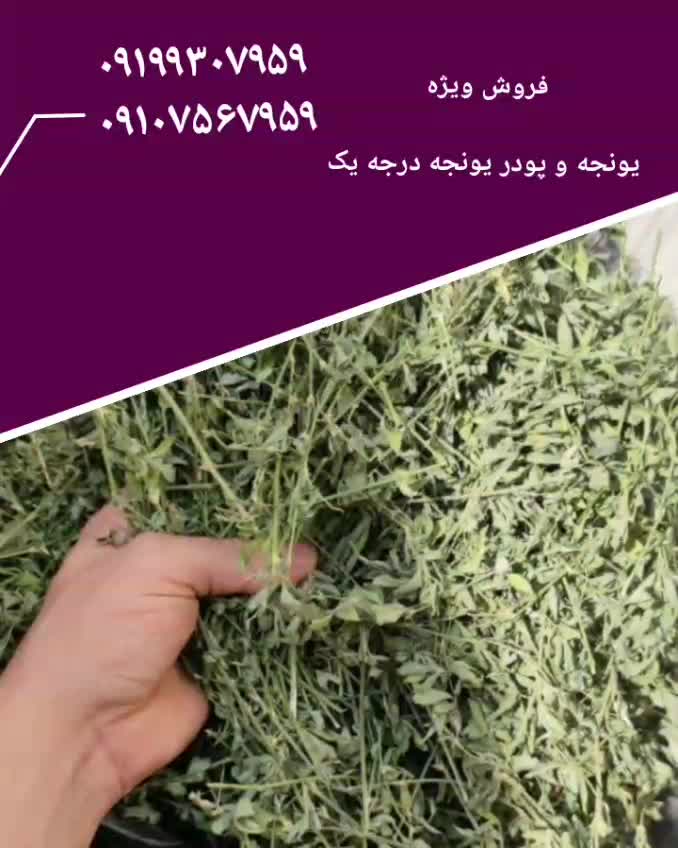 فروش پودریونجه - فروش یونجه