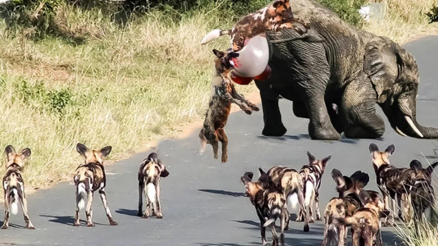 مستند نبرد حیوانات: وقتی سگ وحشی احمق شکار اشتباهی را شکار می کند!