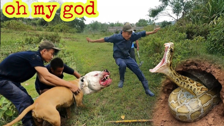 مستند حیات وحش: سگ پیتبول در مقابل 2 مار غول پیکر در یک سوراخ