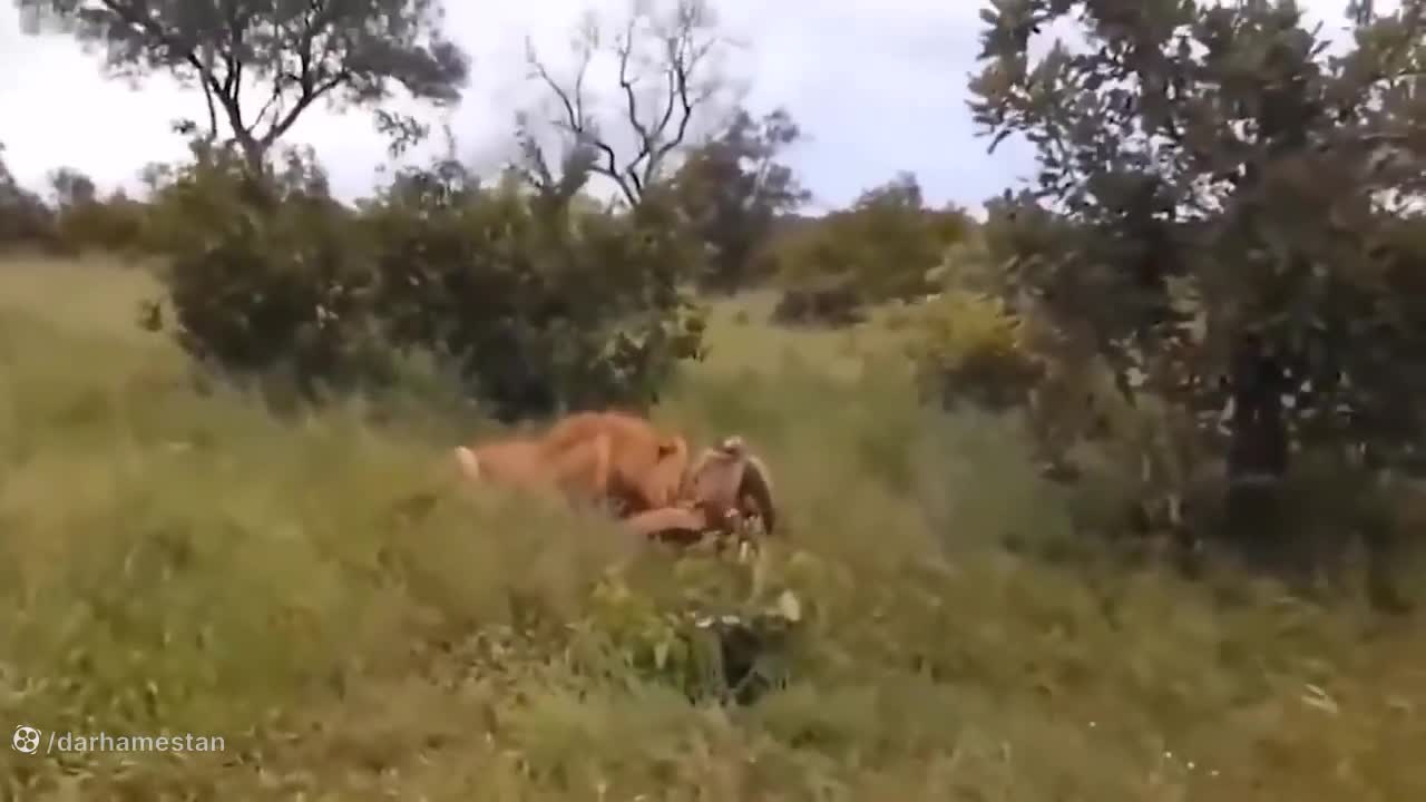مستند نبرد شیرها با کفتارها در طبیعت | کلیپ حیات وحش جدید