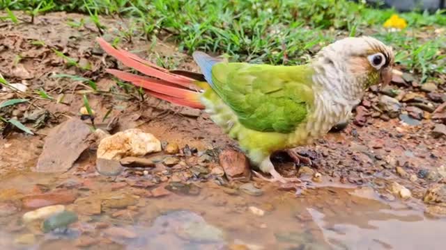 فیلم مستند طوطی زیبای برزیلی سخنگو در کنار جوی اب رودخانه