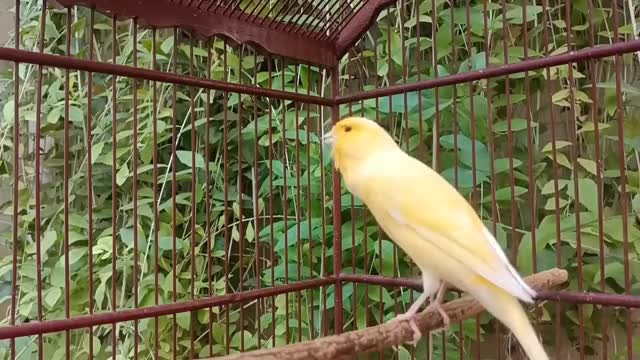 فیلم مستند صدای قناری ماده زرد خوش صدا برای تحریک قناری نر در طبیعت