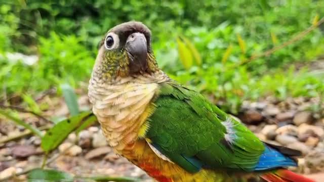 فیلم مستند طوطی برزیلی سخنگو در طبیعت زیبا