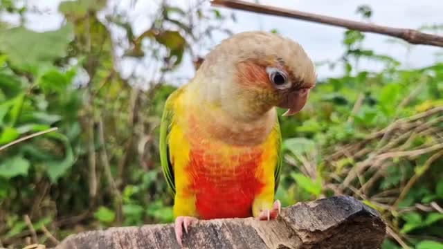 فیلم مستند طوطی برزیلی سخنگو وخوشگل در طبیعت زیبا