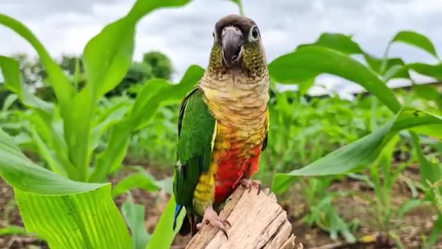 فیلم مستند طوطی برزیلی سخنگو در طبیعت زیبا