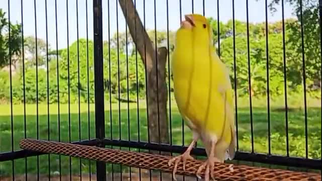 فیلم مستند اواز قناری زیبا در طبیعت زیبا