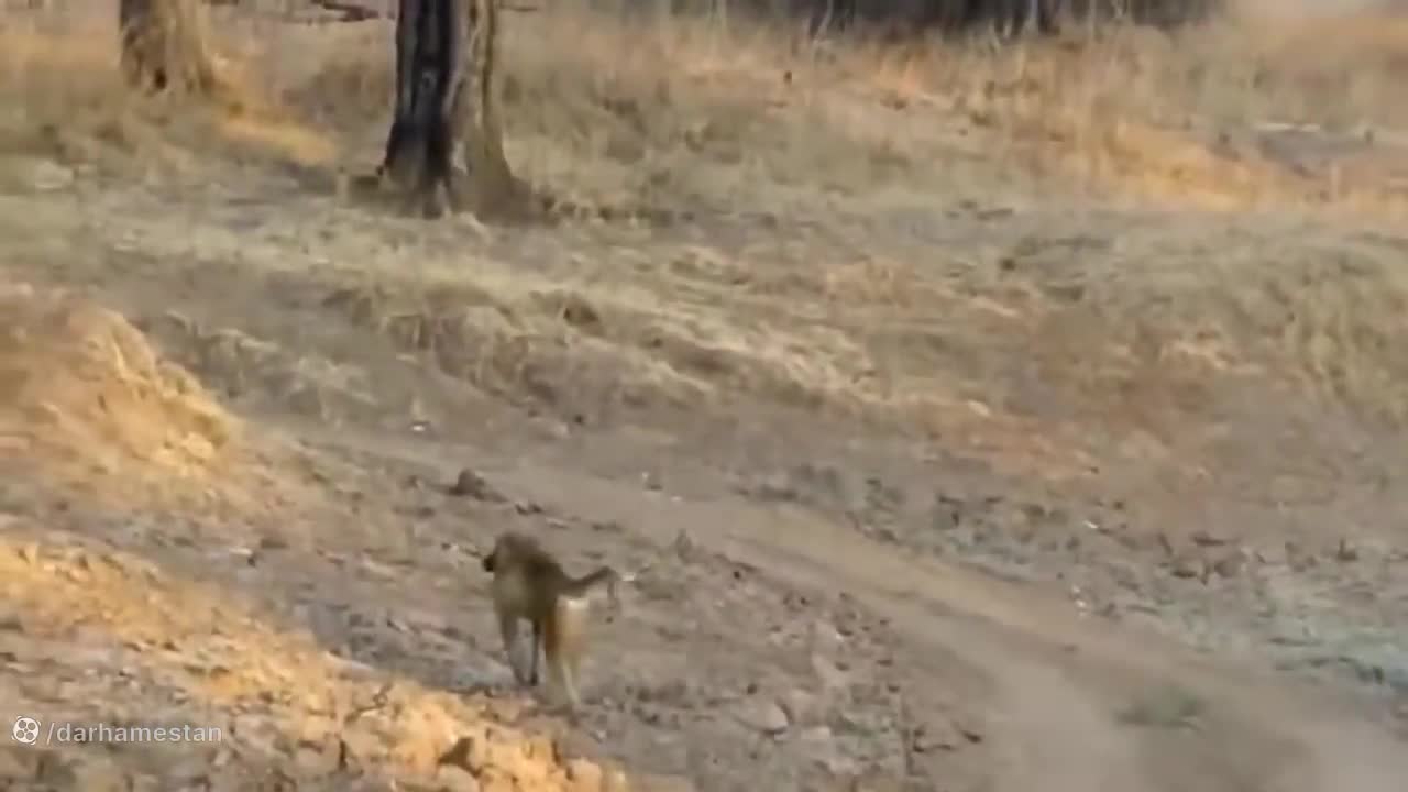 کلیپ نبرد حیوانات در حیات وحش  | ایستادگی گاو در مقابل سگ‌های وحشی