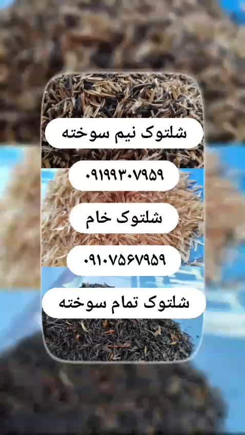 فروش شلتوک / خرید شلتوک / قیمت شلتوک