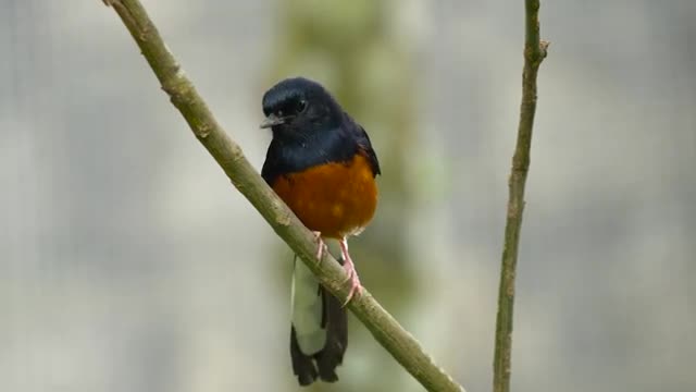 فیلم مستند اواز زیباترین پرندگان وحشی جهان در طبیعت