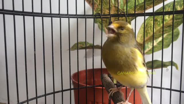 مستند قناری ماده خوش صدا