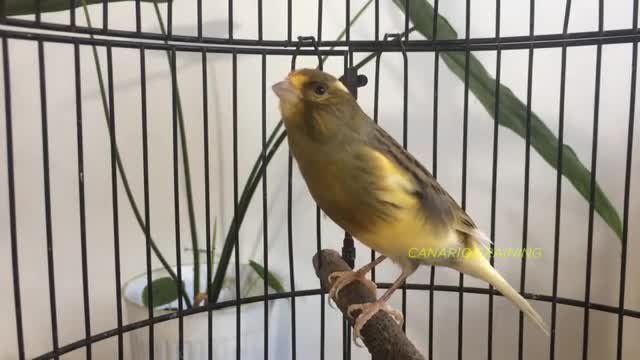 فیلم مستند صدای قناری خوش صدای اهلی در منزل