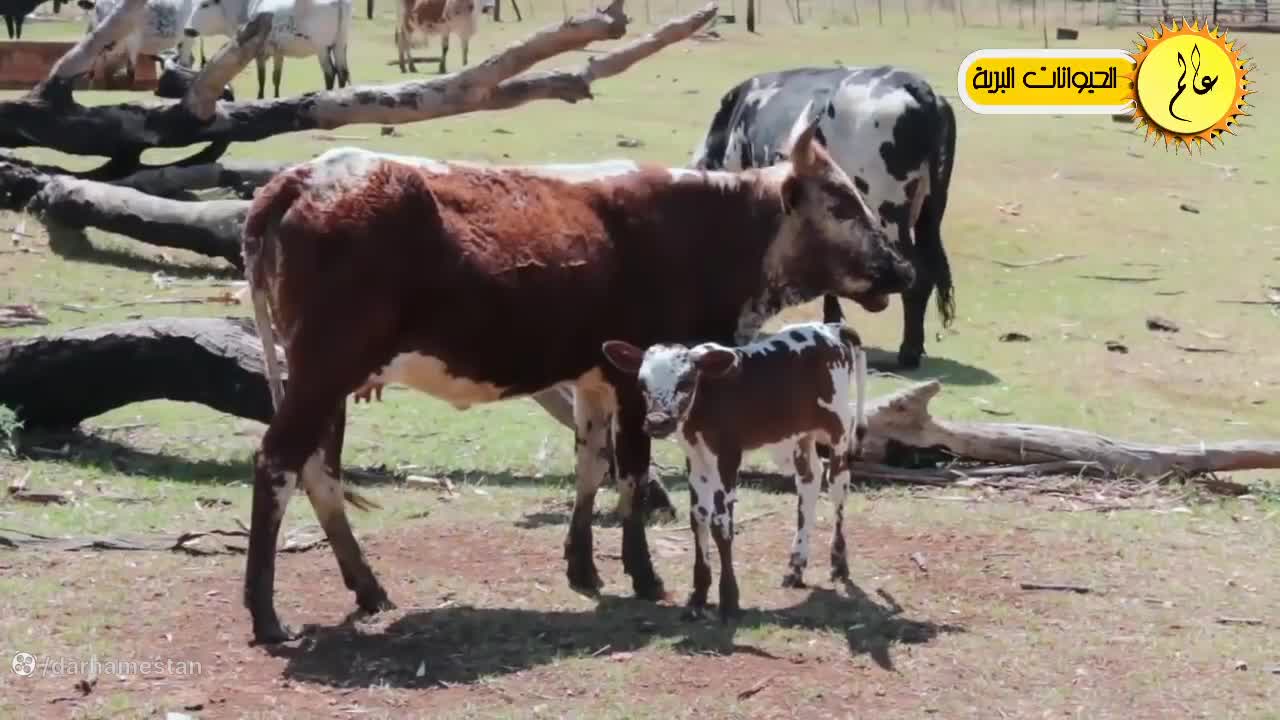 مستند حیات وحش: مار در مقابل گاو!