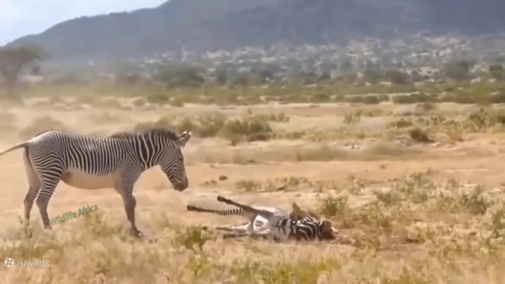 مستند حیات وحش: گورخرها برای حمله به شیر برای نجات توله هایش