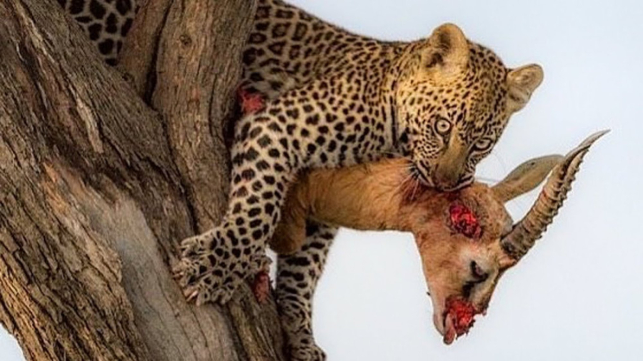 مستند حیات وحش: پلنگ از درخت بالا رفت و شکار کرد!