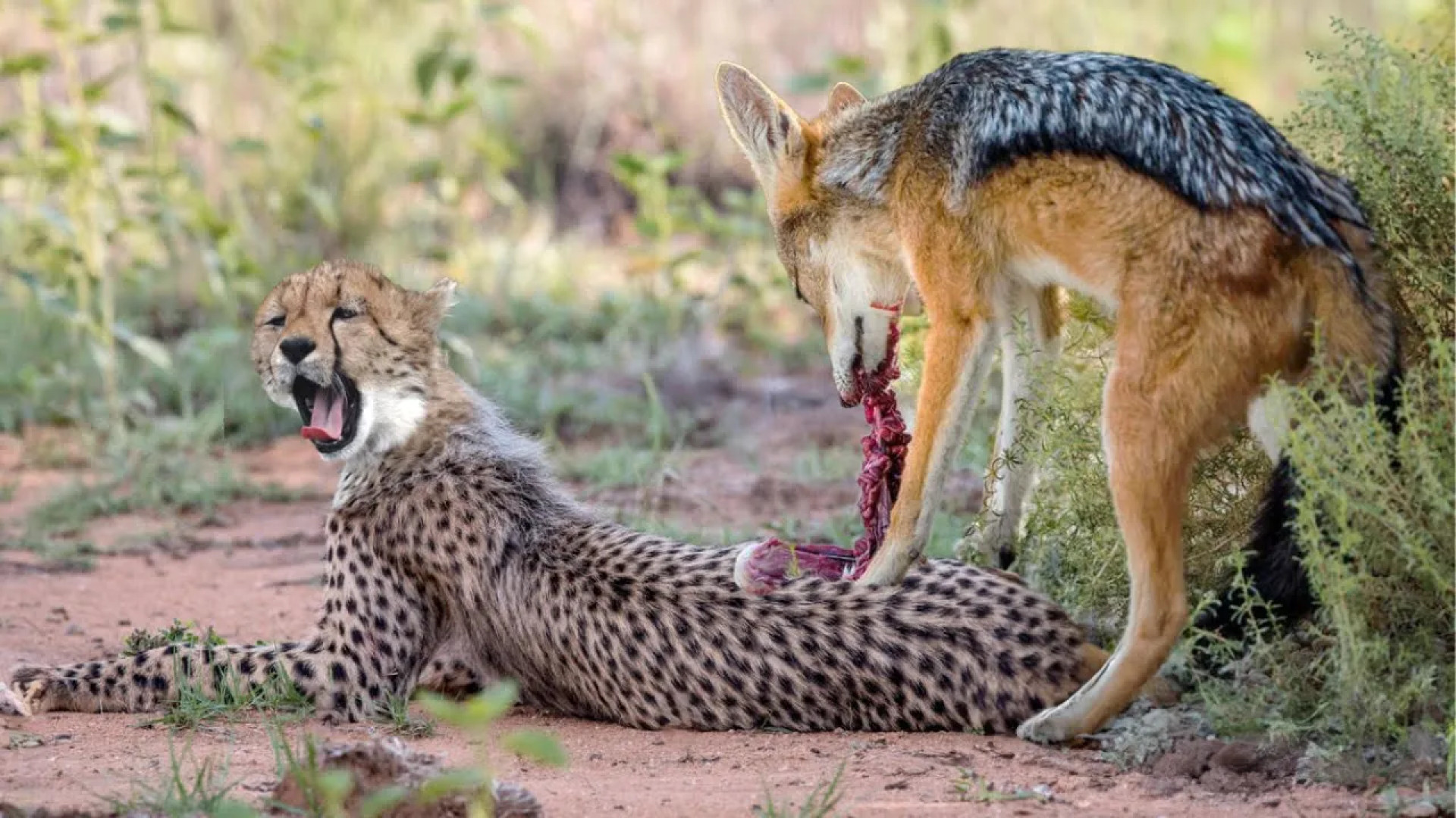 مستند رازبقا: نبرد شغال و توله چیتا!