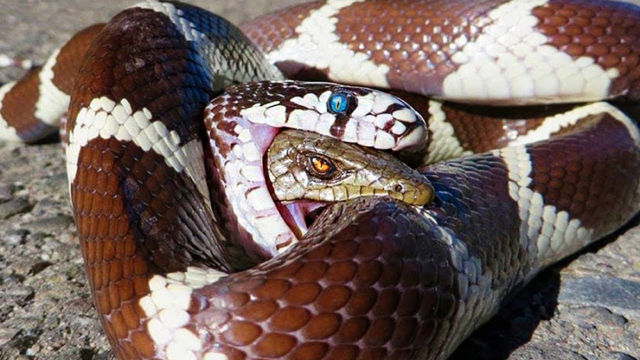 مستند حیات وحش: نبرد هیجان انگیز مار های سمی