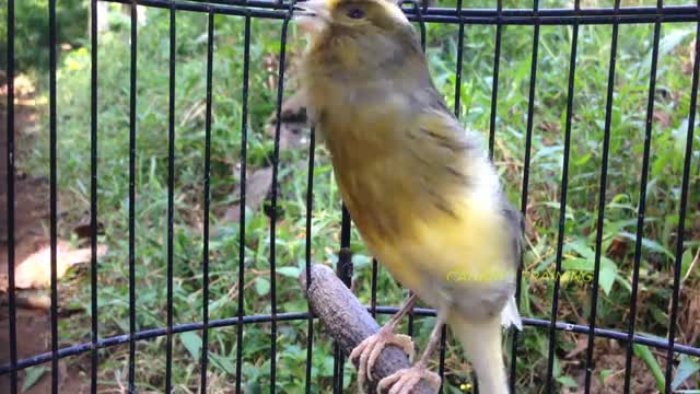 صدای قناری نر برای تحریک ماده -مستند صدای قناری در طبیعت