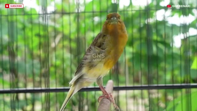 فیلم مستند صدای قناری نر اموزشی در طبیعت