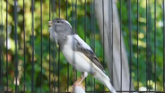 صدای قناری سفید ماده برای تحریک قناری نر+بی قر اری قناری