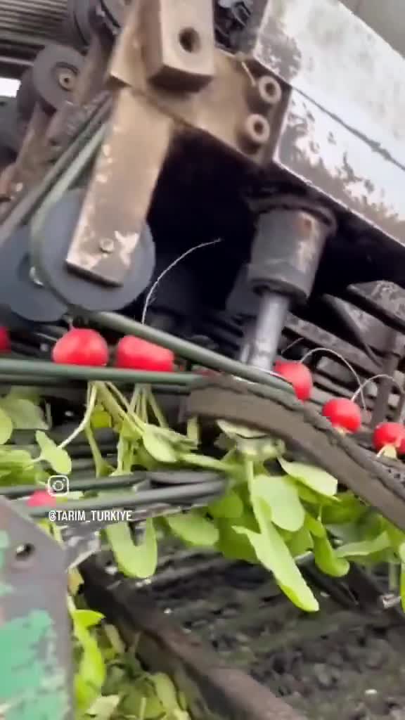   آیا تا به حال برداشت مکانیزه تربچه نُقلی را دیده بودید؟