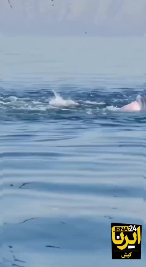   دیده شدن نهنگ گوژپشت کمیاب در دریای کیش