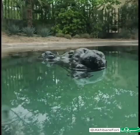    استتار ماهرانه تمساح غاریال  به شکل یه کنده چوبی