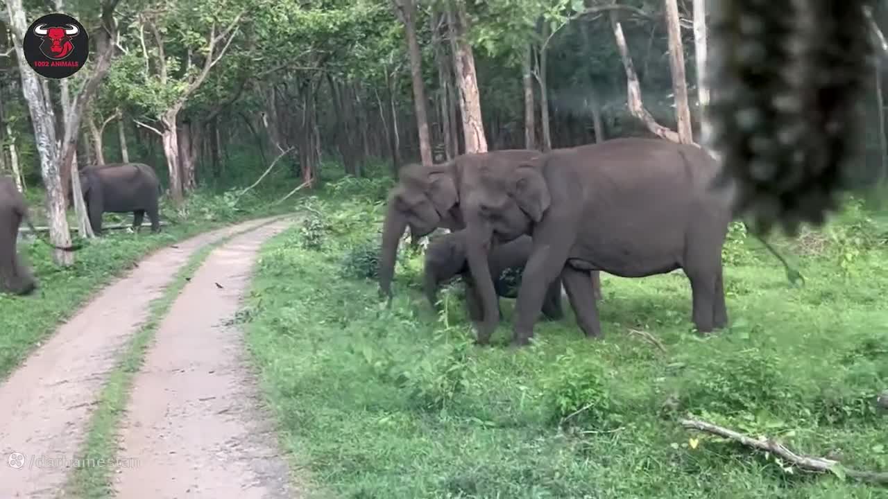 گرگ در مقابل بوفالو - مستند حیوانات - حیات وحش جدید - رازبقا جعبه