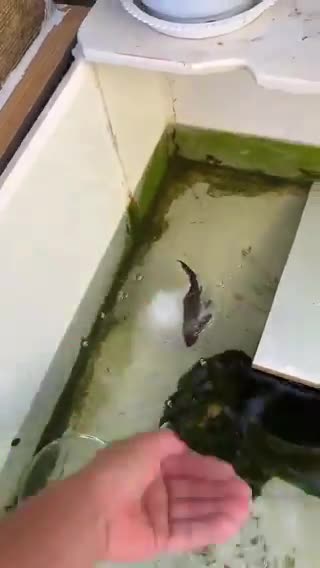   زنده شدن ماهی منجمد پس از بیرون آوردن از یخ