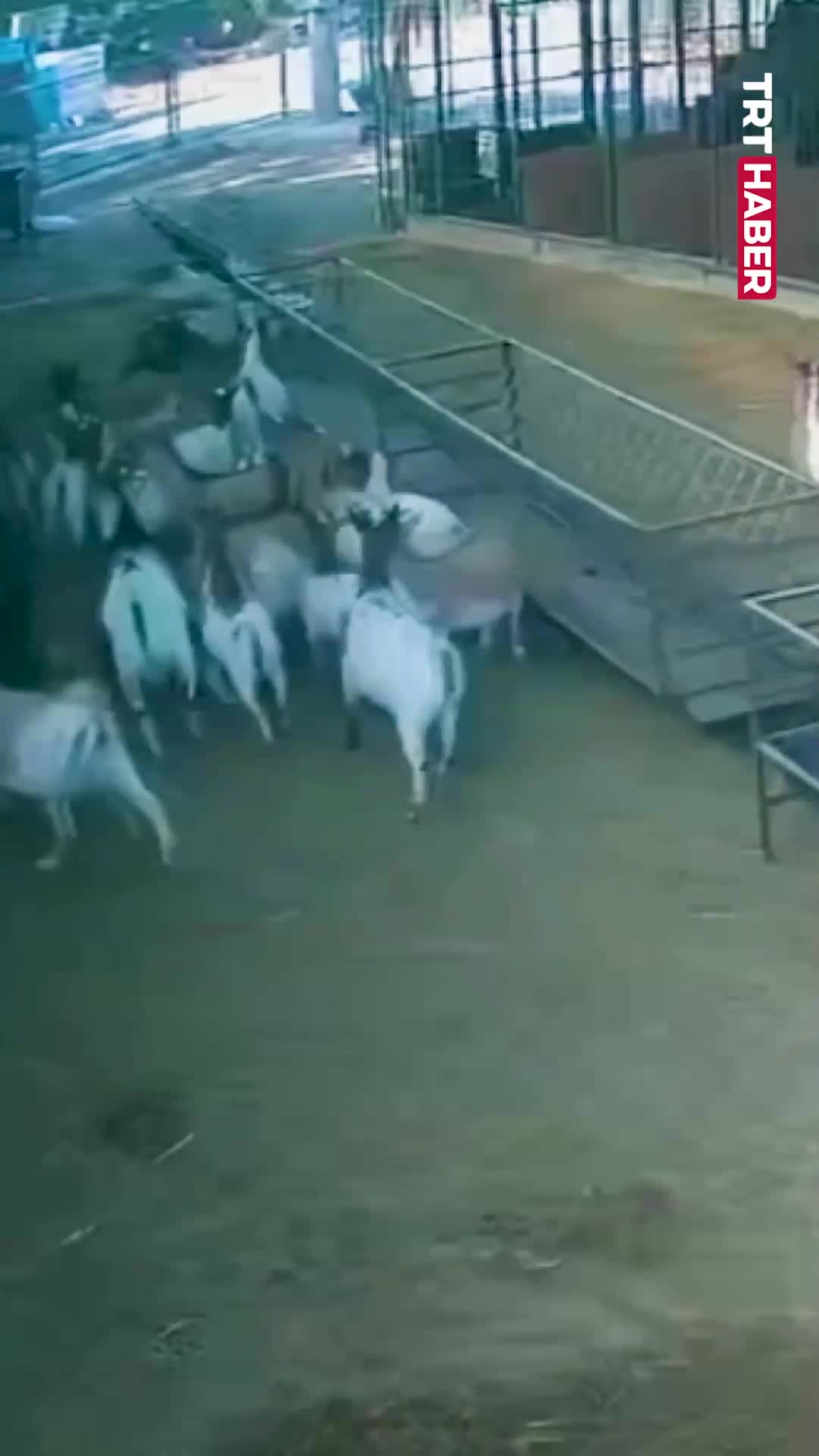   شوخی یک بز با هم‌نوعانش؛ ایجاد وحشت در میان گله!