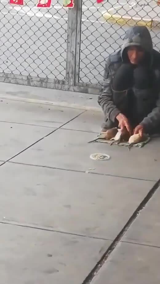   آموزش عجیب یک خیابان‌گرد به موش‌ها برای انجام حرکات نمایشی!