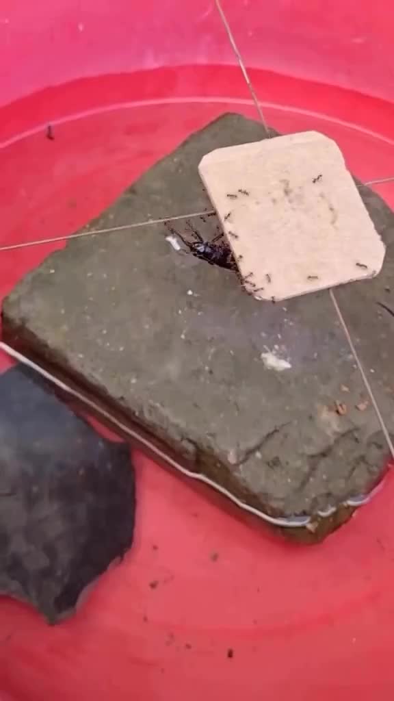   هوش و اتحاد بی‌نظیر مورچه‌ها برای بردن یک جیرجیرک به لانه خود؛ عبور از موانع سخت!