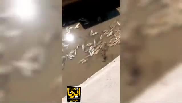   تصاویر ناراحت‌کننده؛ تلف شدن ماهی‌های جاده هراز بر اثر واژگونی تریلر حامل مواد شیمیایی