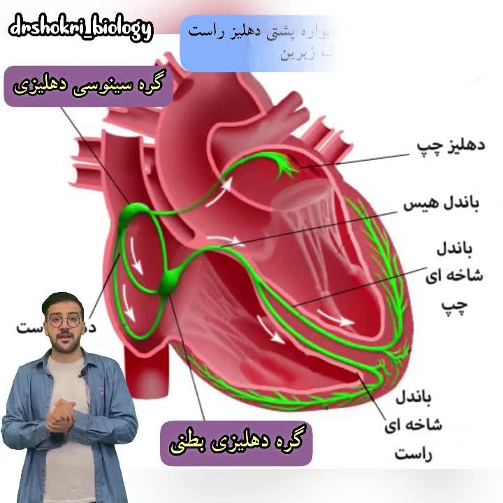 دکتر شکری: آموزش شبکه هادی قلب زیست دهم
