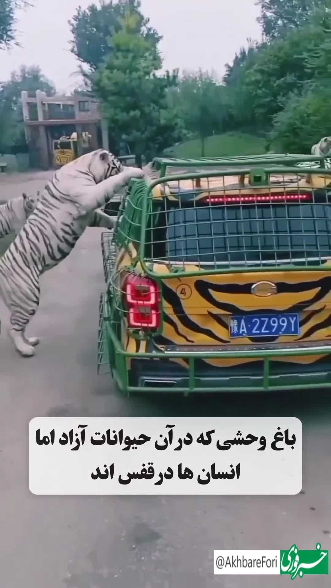   باغ وحشی در آفریقا که در آن حیوانات آزاد، اما بازدیدکنندگان در قفس هستند