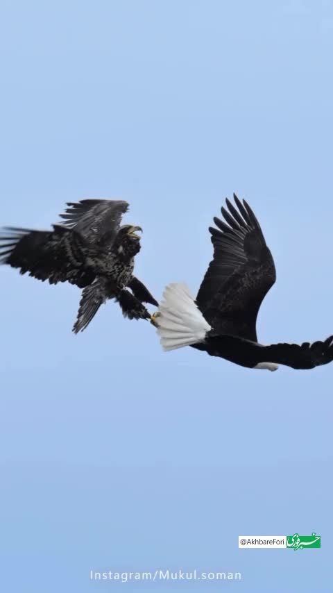   لحظاتی هیجان‌انگیز از نبرد هوایی یک عقاب بالغ برای رسیدن به شکار