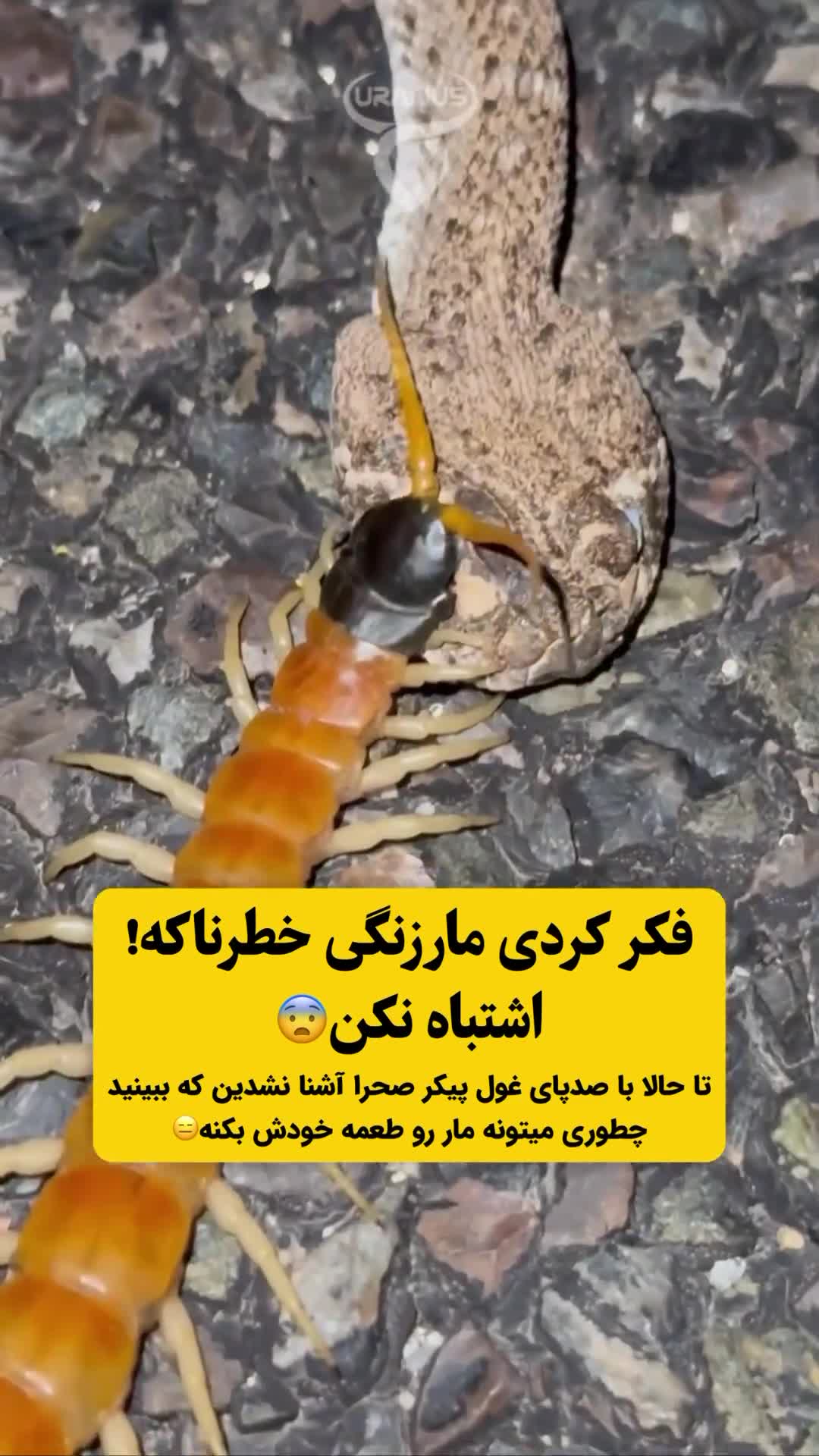   تصویر شوکه‌کننده شکار شدن مار زنگی توسط هزارپای غول‌پیکر