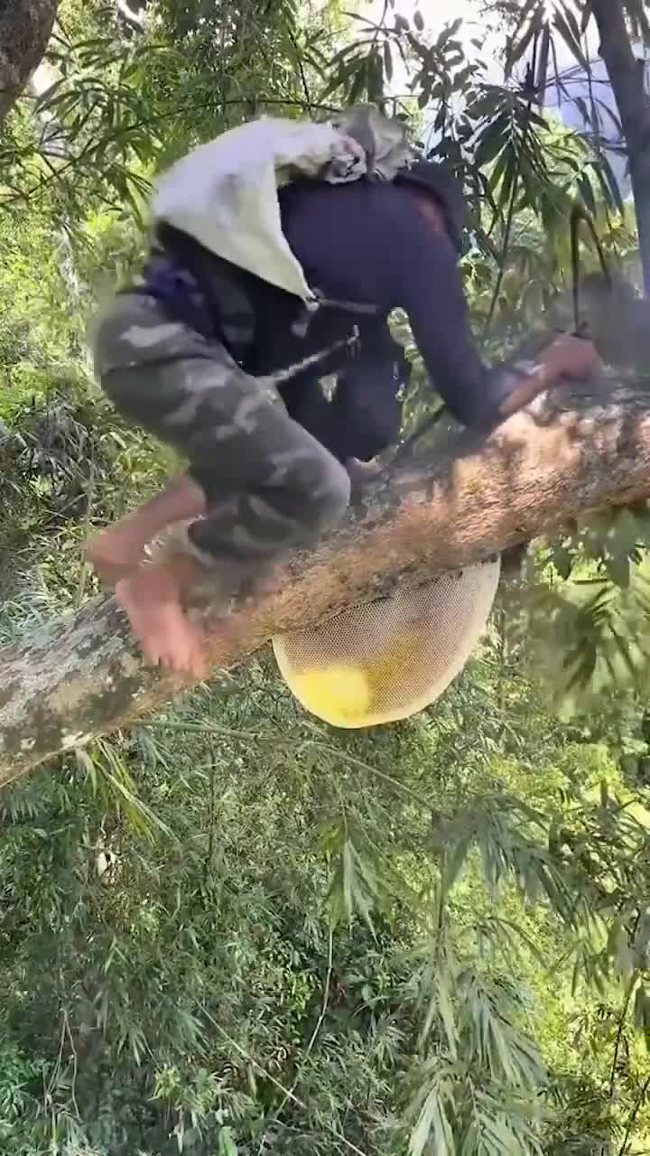 تخلیه جالب کندوی عسل وحشی در آسیا