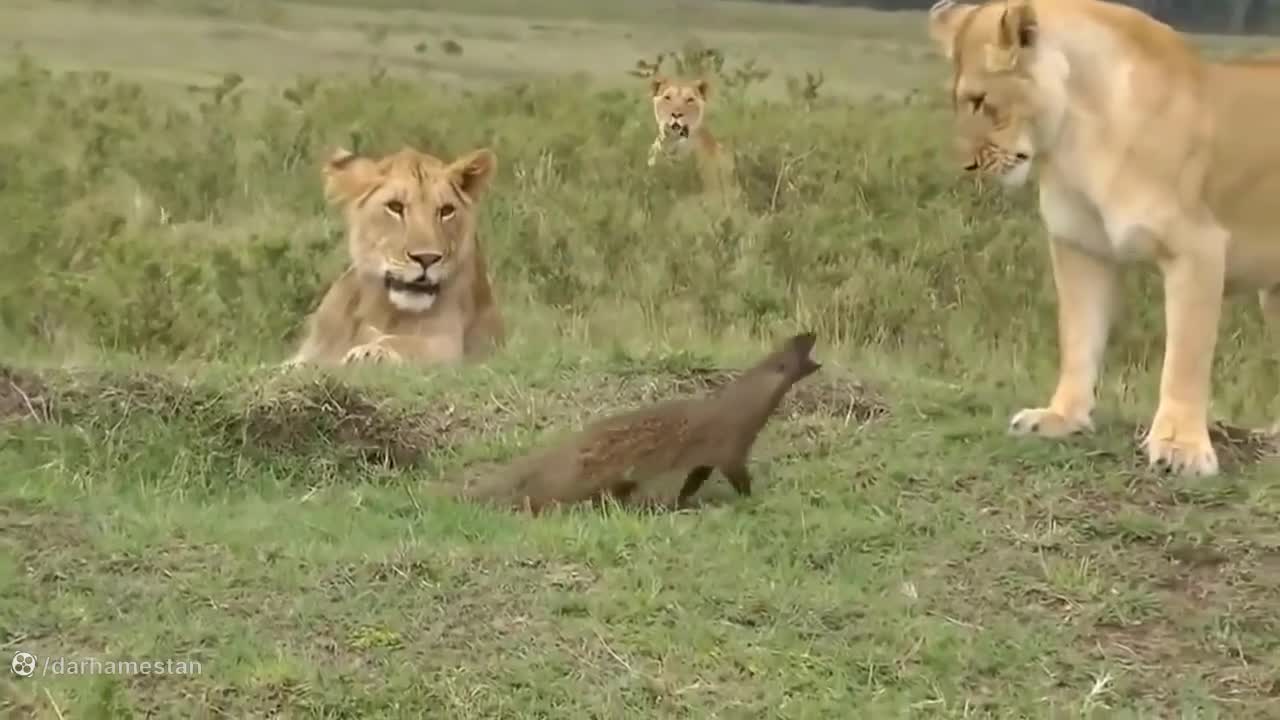 رازبقا: قاقم در مقابل شیر