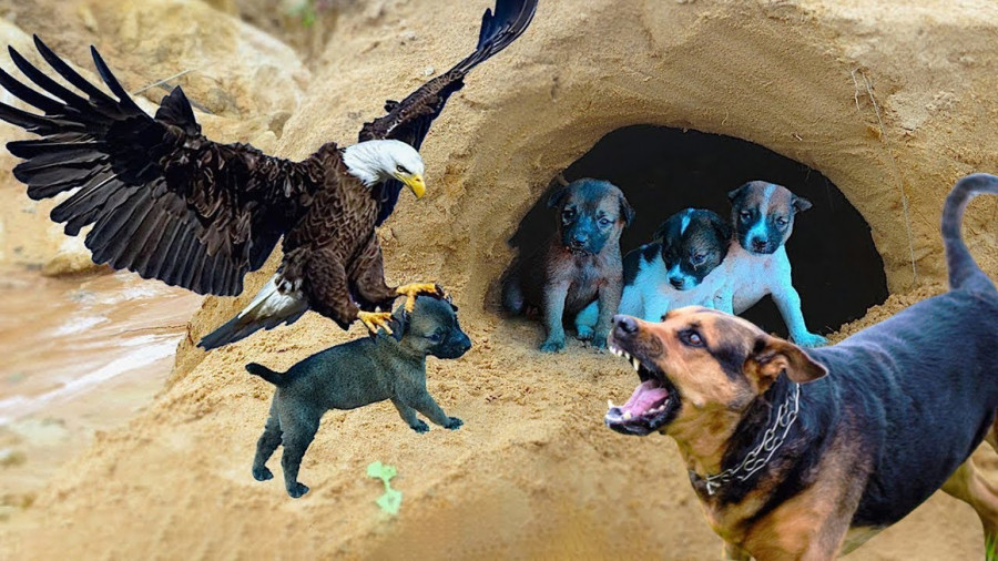 راز بقا: حمله عقاب به توله سگ ها!